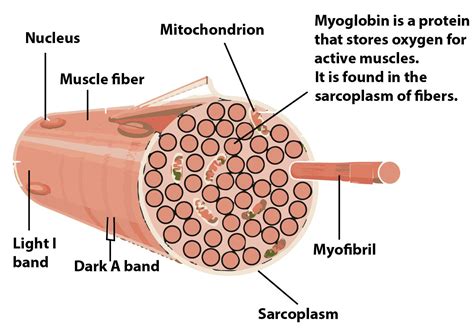 Myoglobin is found in?(a)Muscles(b)Blood (c)Lungs(d)RBCs