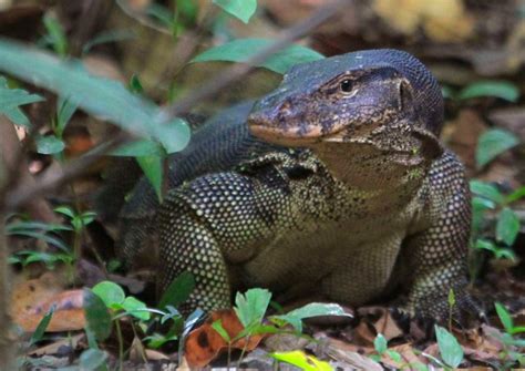 Interesting Green: Monitor lizards caught feeding on infant's corpse