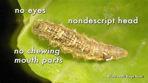 Identifying Larvae