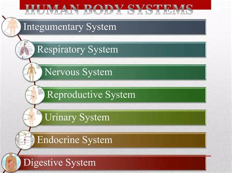 Human body systems 1 | PPT