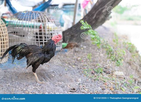 Fighting For Gamecock Is Type Of Rooster And Game Fowl For Stock Photo - Image: 51613555