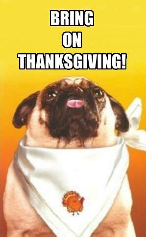 10 Too-Cute Thanksgiving-Festive Pets to Be Thankful for This Year | Meme, Thanksgiving and Dog