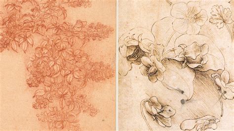 How to Draw Flowers like Leonardo da Vinci – Alina Lupu