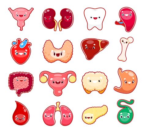 Cartoon human body organ characters, funny faces 13937327 Vector Art at ...