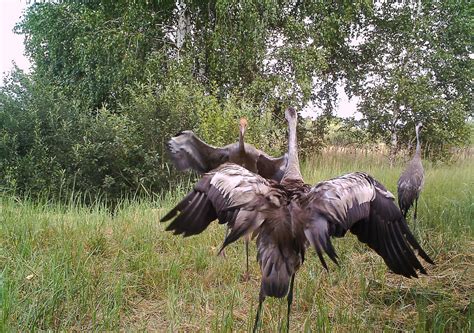 Wildlife in the Chernobyl Exclusion Zone: Bears, Wolves and Rare Horses Roam the Forests