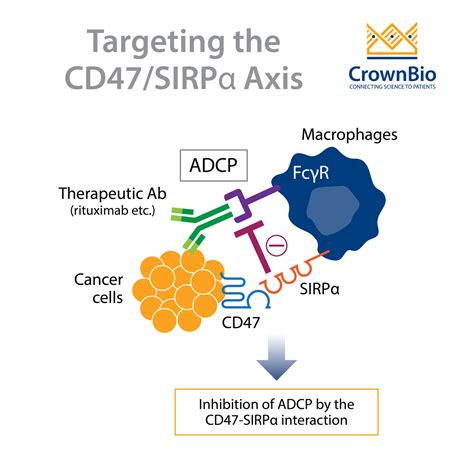 Targeting the CD47/SIRPɑ Axis in Cancer Immunotherapy