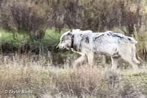 Yellowstone Wolf: Tracking the Packs