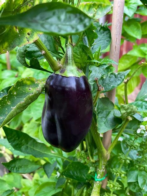 Growing Purple Bell Peppers - Sweet Bell Peppers, Stuffed Bell Peppers, Tomato Garden, Vegetable ...