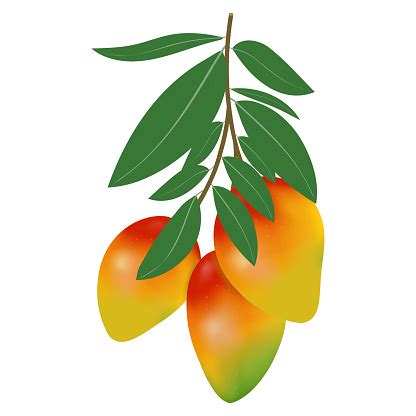 Vector Illustration Of Mango On A White Background Several Mangoes On A ...