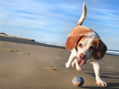 Best pet - Beagle - Playing With A Ball 1024x768 Wallpaper #1