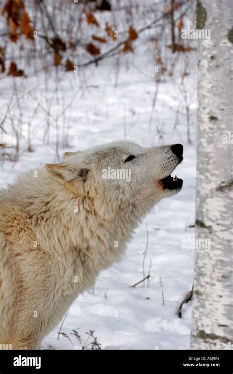 White Timber Wolf howling in Northern Minnesota Stock Photo - Alamy