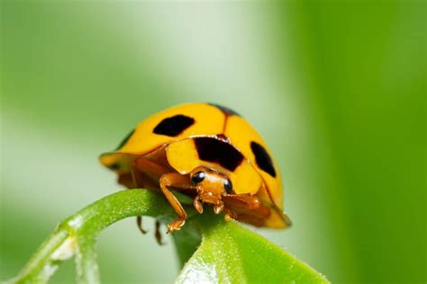 Are Ladybugs Poisonous? – WhatBugIsThat