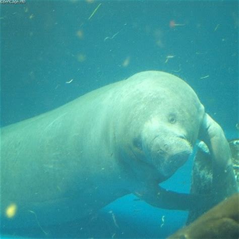 African & Amazonian Manatees | Overview & Habitat | Study.com