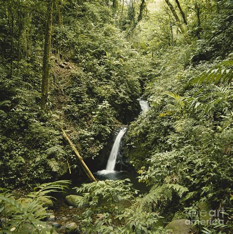 Cloud Forest Waterfall Photograph by Gregory G. Dimijian, M.D. - Fine Art America