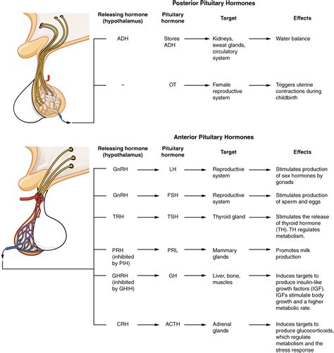 The endocrine system — hormones - It's a natural universe