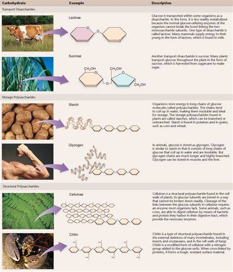 Carbohydrates Function