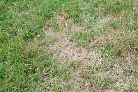 Treating Brown Patch in Lawns - Chris James Landscaping