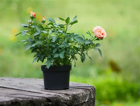 How To Grow Roses From Seeds 3 Different Ways - Minneopa Orchards