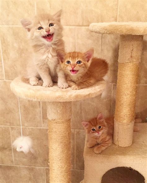 Ginger babies having fun... | Kittens cutest, Cute baby animals, Smiling cat