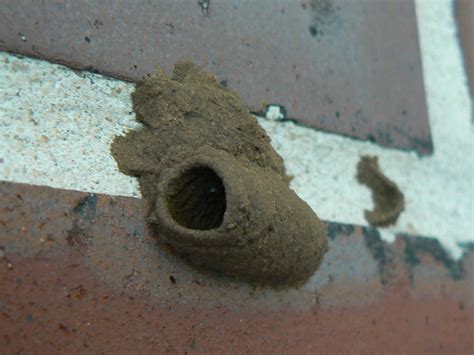Termite Nests: Termite Mud Nest