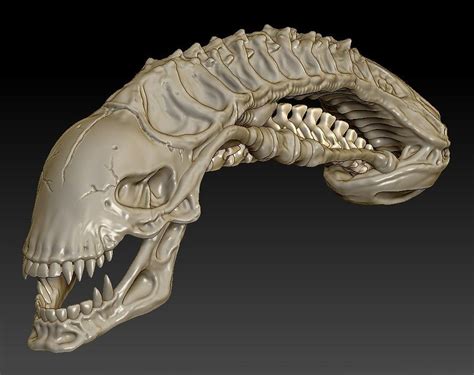 ArtStation - Xenomorph Skull, John MacLeod