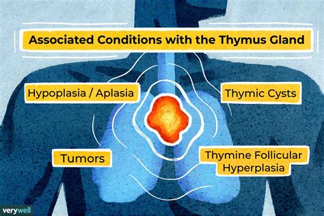 Thymus Gland: What It Is and How It Works