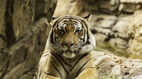 tiger, big cat, stripes, predator, formidable, 4k HD Wallpaper