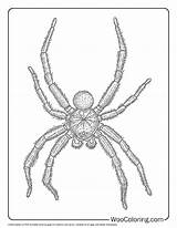 100  Spider coloring Pages Free PDF To Print Woo Coloring sketch template