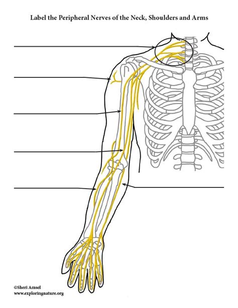 Nerves of the Upper Limb - Labeling Diagram