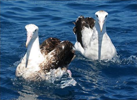 Antipodean Albatross photo image 3 of 24 by Ian Montgomery at birdway ...