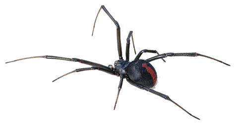 Australia Redback spider Spider bite Venom - Black Widow Spider ...