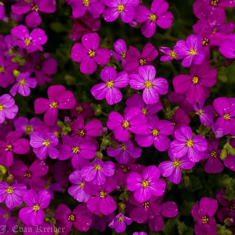 Kreider's Korner Photographs: Late April flowers in Vancouver