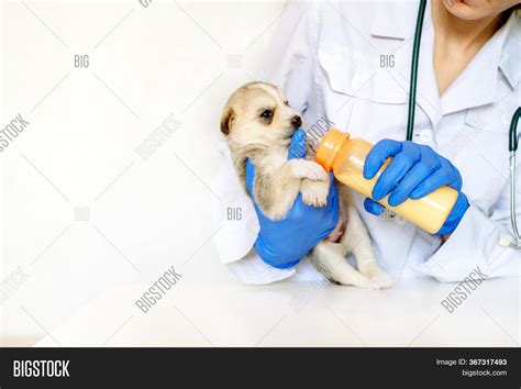 Feeding Newborn Puppy Image & Photo (Free Trial) | Bigstock