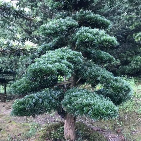 Podocarpus Macrophyllus Japanese Garden Landscape, Garden, 58% OFF