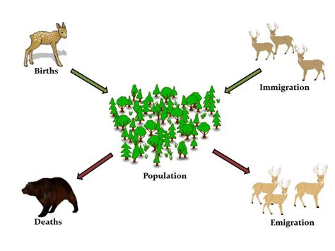 Understanding Wildlife Biology: Population Dynamics 101 | Outdoor Life