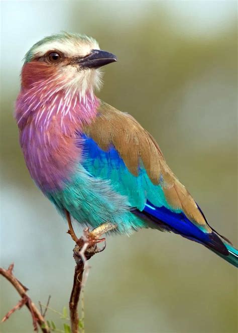 26 of the Most Colorful Birds on the Planet (And Where to Find Them) | Most beautiful birds ...