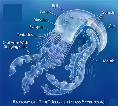 Jellyfish Sting - Symptoms, How To Treat A Jellyfish Sting