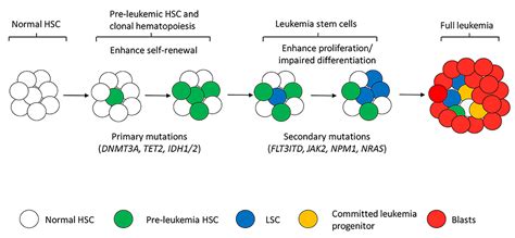 Recent Advances in Characterization of Pre-Leukemic/Leukemic Stem Cells in Acute Myeloid ...