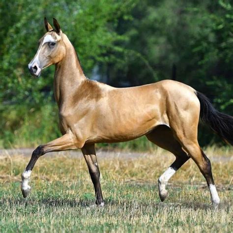 Akhal Teke Dressage