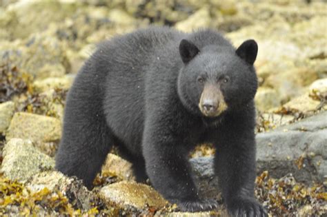 Black Bear Pt1 | Grizzly Bear Tours & Whale Watching, Knight Inlet