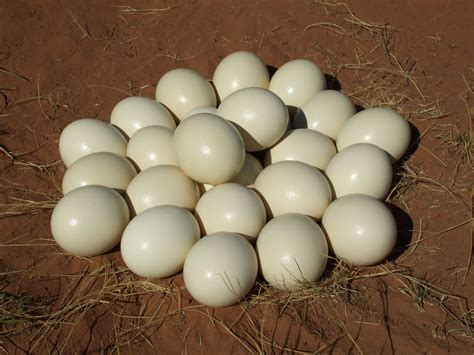 Ostrich nest | Types of eggs, The ostrich, Egg laying mammals