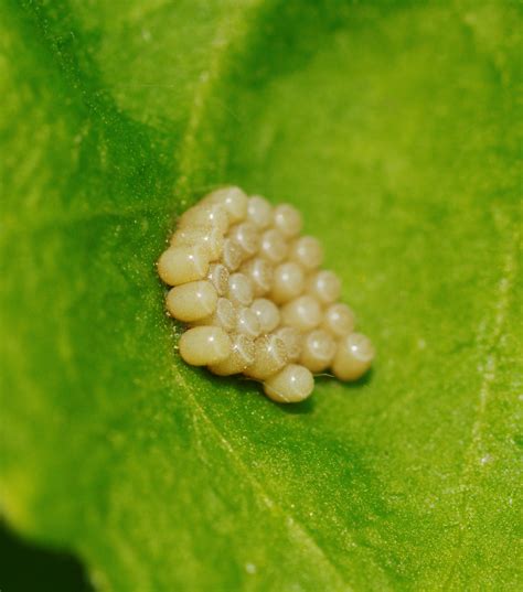 White Insect Eggs submited images.