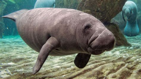 Manatee Teeth: Anatomy and Function - American Oceans