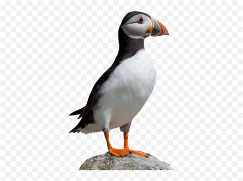 Free Png Images - Puffin Png Emoji,Puffin Emoji - free transparent ...