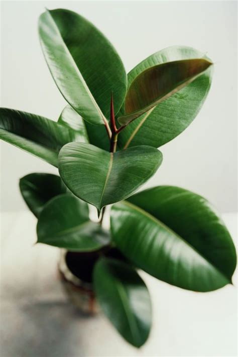 Amazon Reviewers Are "Blown Away" By This $30 Money Tree Plant | Easy indoor plants, Plants ...