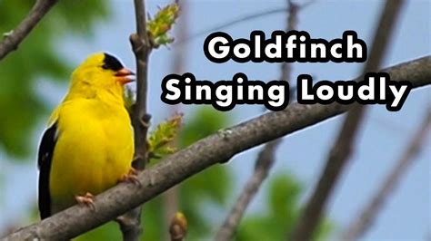 American Goldfinch Singing Loudly In My Backyard - Bird Calls, Songs, and Sounds - YouTube