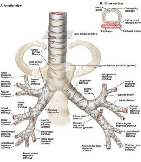 30 best images about Lung histology on Pinterest | The smalls ...