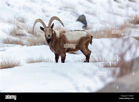 Himalayan Ibex or Capra sibirica hemalayanus in Ladakh Himalaya India during winter months Stock ...