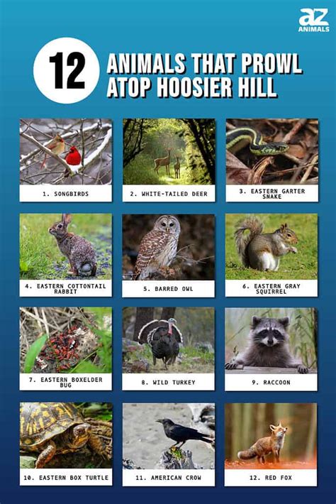 Discover 12 Animals That Prowl Atop Hoosier Hill - A-Z Animals