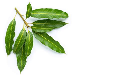 Premium Photo | Mango leaves on white background.